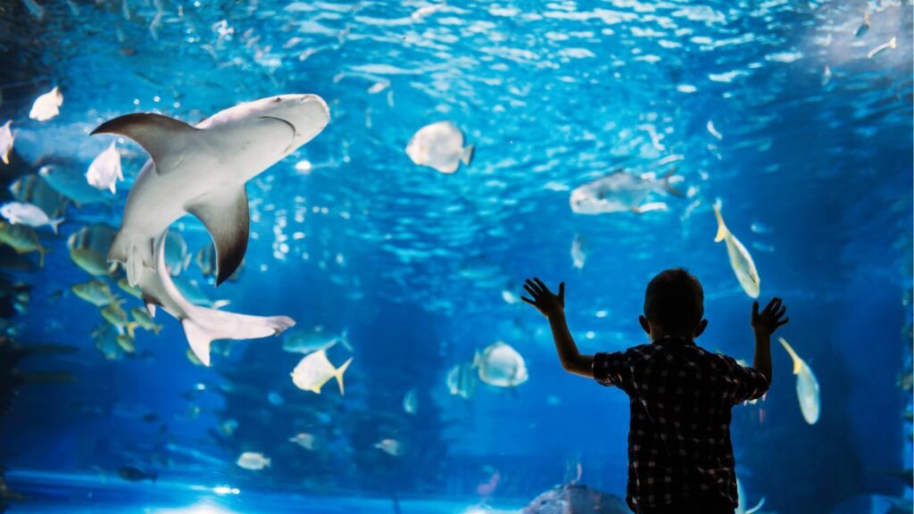 Aquarium in Connecticut