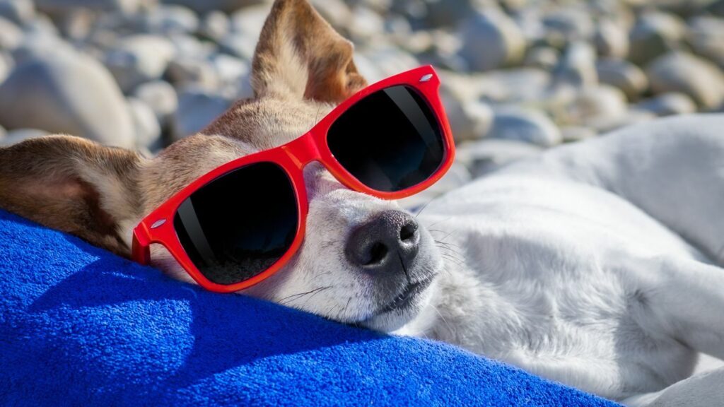 Dog Friendly beach sarasota
