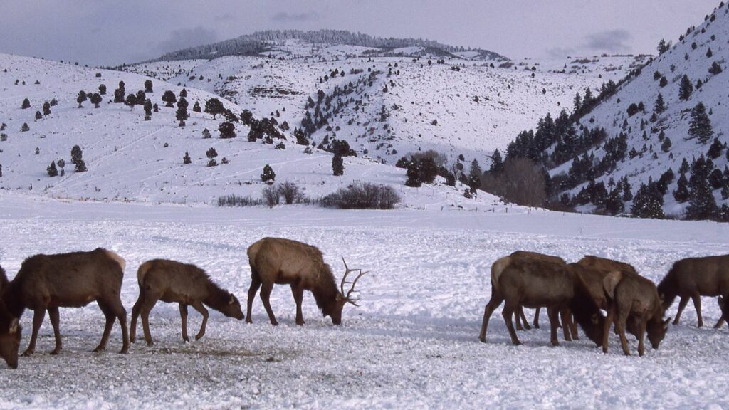 elk viewing in Utah