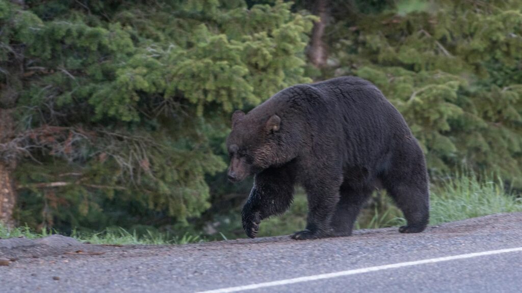 a bear walking on the side of the road in Yellowstone Bear World