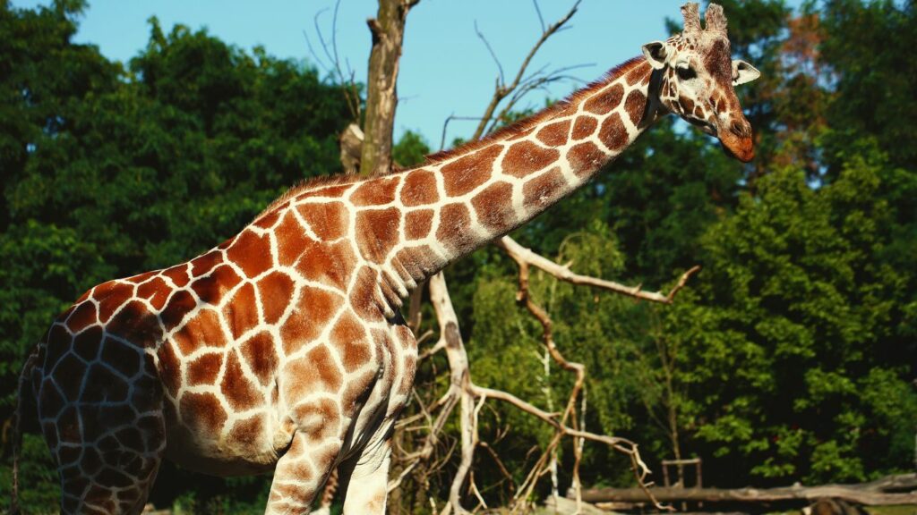 giraffe Wildlife Safari